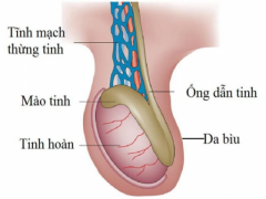 Tổng Quan Tất Cả Các Bệnh Lý Thường Gặp Ở Tinh Hoàn